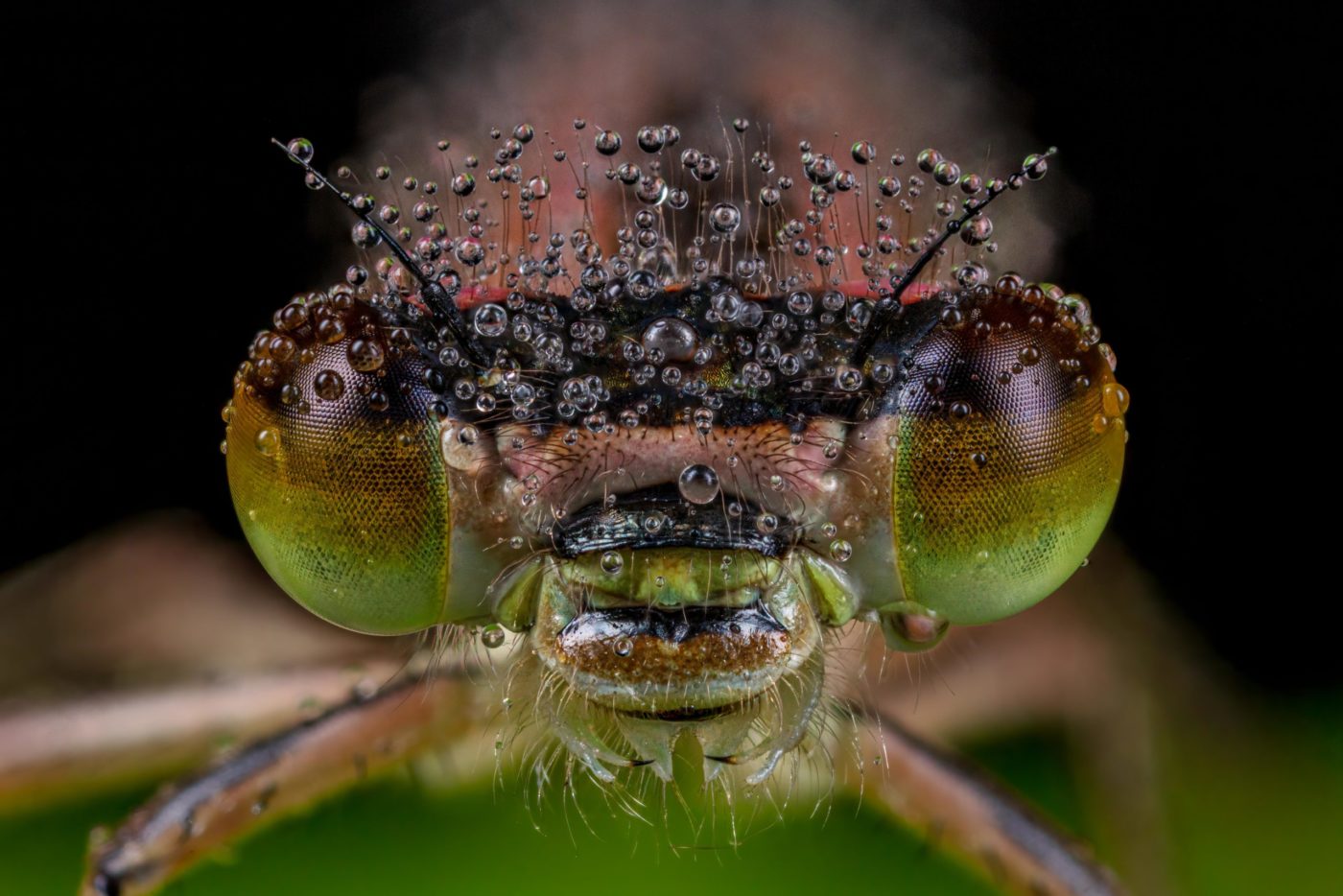 Extreme close-up of a female Blue-tailed Damselfly, Ischnura elegans